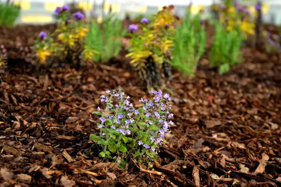 How Mulch Protects Plants During Extreme Weather Conditions Auburn, WA How Mulch Protects Plants During Extreme Weather Conditions Auburn, WA