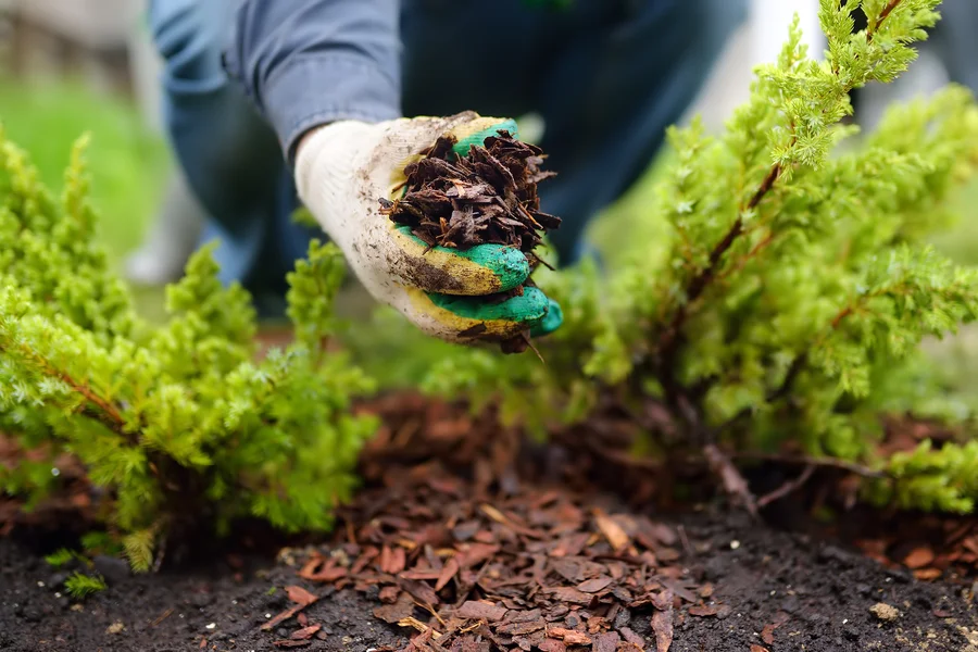 How Mulch Protects Plants During Extreme Weather Conditions in Auburn, WA How Mulch Protects Plants During Extreme Weather Conditions in Auburn, WA