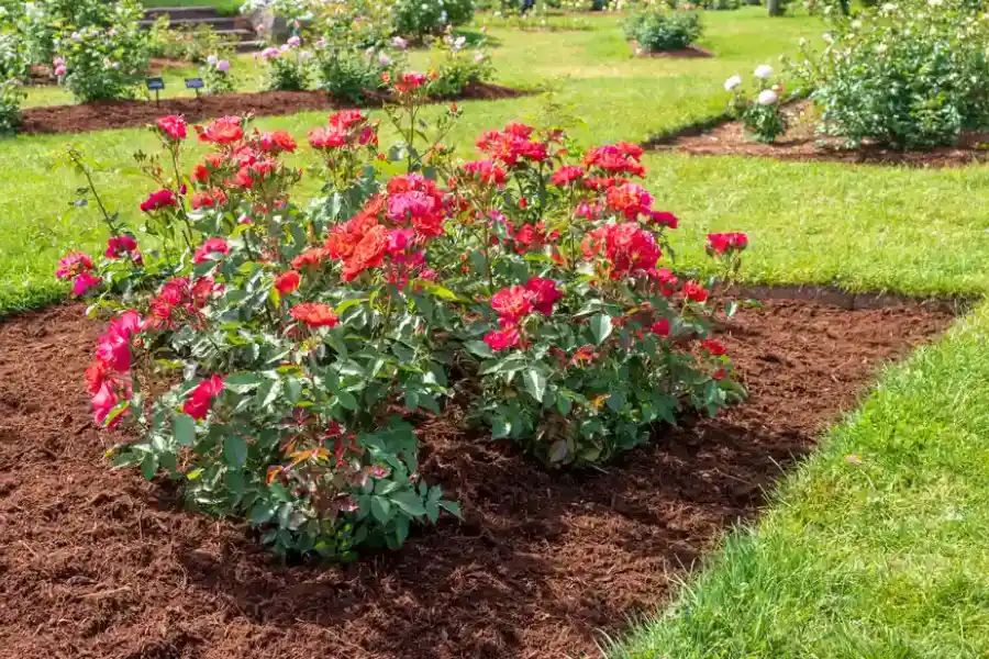 How To Prevent Mulch From Decomposing Too Quickly in Auburn, WA How To Prevent Mulch From Decomposing Too Quickly in Auburn, WA