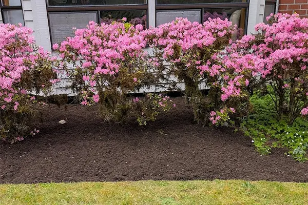 Professional Landscaping Services