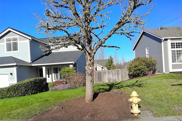 Professional Landscaping Services