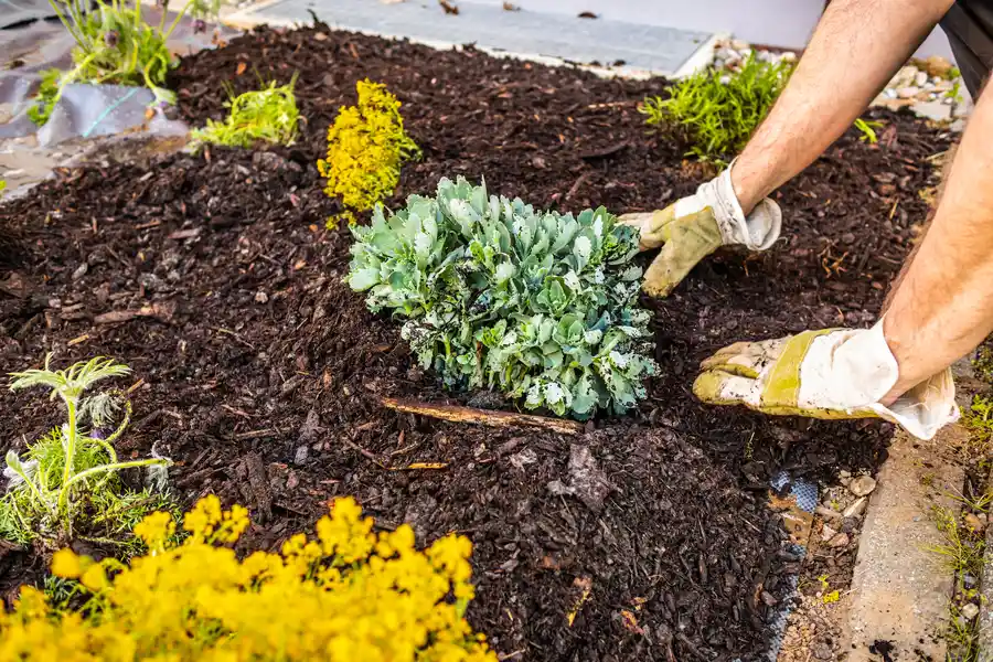 Quality Mulching Auburn, WA Quality Mulching Auburn, WA