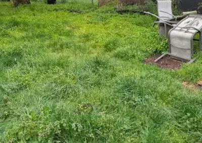 Skilled Landscape Designer